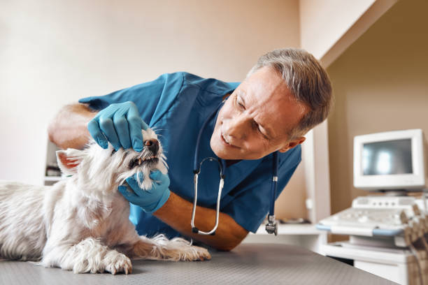 Best Emergency Care for Gum Disease in Auburn, ME
